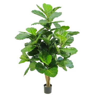 Ficus Lyrata artificiale APOKO, tronchi veri, verde, 170 cm
