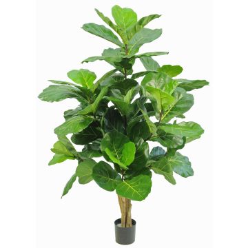 Ficus Lyrata artificiale APOKO, tronchi veri, verde, 170cm Ficus Lyrata artificiale APOKO, tronchi veri, verde, 170cm