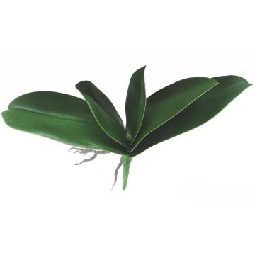 Foglie di orchidea Phalaenopsis artificiali PRIMALA, radici aeree, 21x26 cm