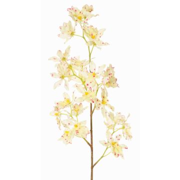 Ramo di orchidea Odontoglossum artificiale BELANIA, crema-fucsia, 75cm