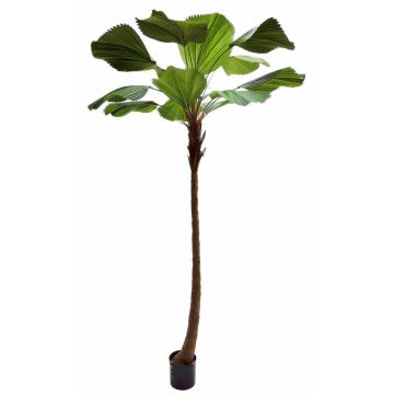 Palma decorativa OBERTA, 260 cm