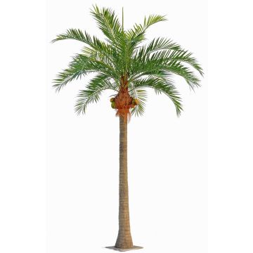 Palma da cocco artificiale NARUN con noci di cocco, 570cm Palma da cocco artificiale NARUN con noci di cocco, 570cm
