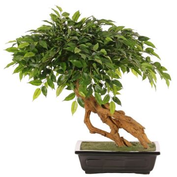 Bonsai Ficus Benjamina artificiale ALMIROS in vaso di terracotta, 60 cm Bonsai Ficus Benjamina artificiale ALMIROS in vaso di terracotta, 60 cm