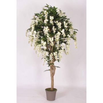 Glicine finto ERLINA, tronco vero, con fiori, bianco, 175 cm - Made in Italy