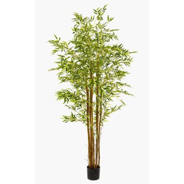 Albero artificiale bambù giapponese BAKNOR, tronchi naturali, 180 cm Albero artificiale bambù giapponese BAKNOR, tronchi naturali, 180 cm