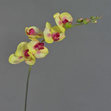 Orchidea Phalaenopsis finta DAJANA, giallo-fucsia, 90cm, &Oslash;6-11cm