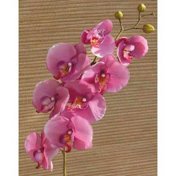 Ramo decorativo di orchidea phalaenopsis RICKY, fucsia, 105cm
