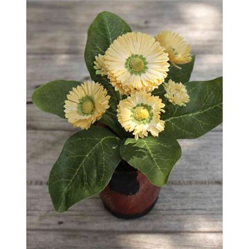 Margherite artificiali MORGANA, vaso di terracotta, albicocca, 15cm