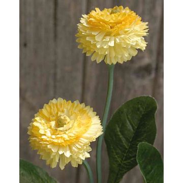 Bellis artificiale FENIA, giallo, 25cm