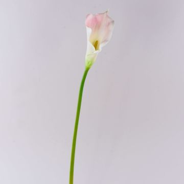 Calla sintetica TERESA, bianco-rosa, 70cm, 10x18cm Calla sintetica TERESA, bianco-rosa, 70cm, 10x18cm