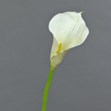 Calla sintetica TERESA, crema, 70cm, 10x18cm