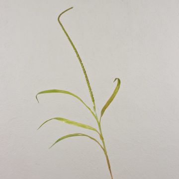 Erba coda di volpe artificiale WILLY con pannocchie, verde-marrone, 105cm