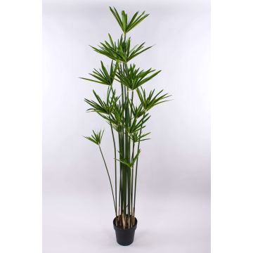 Papiro di plastica ZAHIR, verde, 180cm Papiro di plastica ZAHIR, verde, 180cm