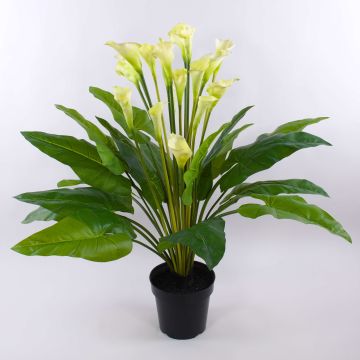 Calla artificiale LAURENCE, bianco, 130cm, 8x13cm Calla artificiale LAURENCE, bianco, 130cm, 8x13cm