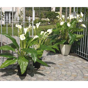 Calla artificiale LAURENCE, bianco, 130cm, 8x13cm