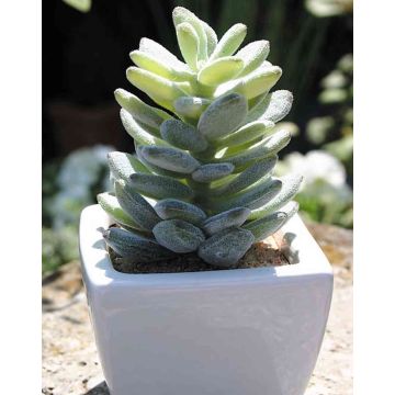 Pachyphytum oviferum artificiale ROBBIE, vaso di ceramica, verde, 13cm