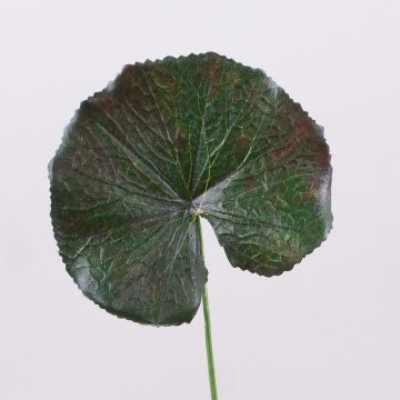 Foglia di geranio artificiale HEIDEGARD, verde-rosso, 38cm, Ø11cm Foglia di geranio artificiale HEIDEGARD, verde-rosso, 38cm, Ø11cm