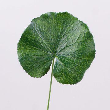 Foglia di geranio artificiale HEIDEGARD, verde, 38cm, Ø11cm Foglia di geranio artificiale HEIDEGARD, verde, 38cm, Ø11cm