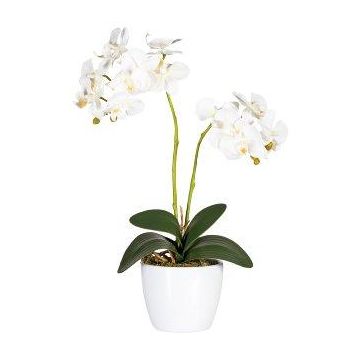 Fiore decorativo Orchidea Phalaenopsis FRUXO, stelo, radici, bianco, 50 cm