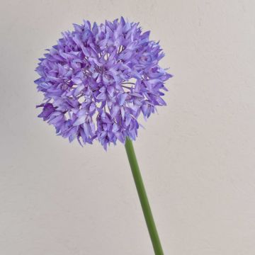 Allium finto LISBETH, viola, 80cm, Ø15cm