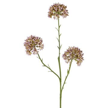 Ramo decorativo Allium ALIKIO, viola, 65 cm, Ø 6,5 cm Ramo decorativo Allium ALIKIO, viola, 65 cm, Ø 6,5 cm
