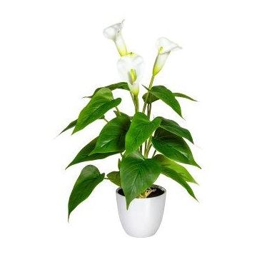 Fiore decorativo Calla VORLIM in vaso decorativo, radici aeree, bianco, 45 cm