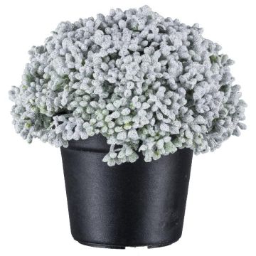 Pianta artificiale succulenta Sedum telephium NUKEF, bianca, 10cm Pianta artificiale succulenta Sedum telephium NUKEF, bianca, 10cm