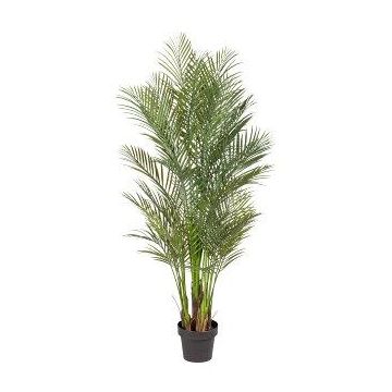 Palma decorativa Areca URUBE in vaso decorativo, 160cm