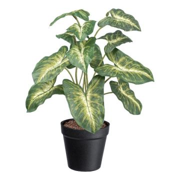 Pianta decorativa Syngonium GLOHEN, vaso decorativo, verde-giallo, 40 cm