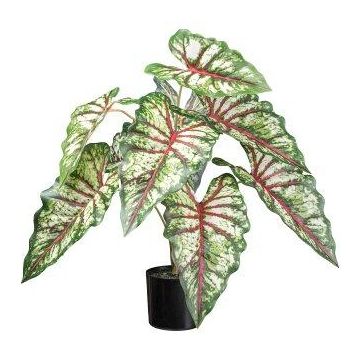Pianta decorativa Caladium GRUSON, verde-rosso, 65 cm