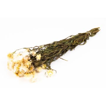 Bouquet di fiori di paglia ALMINKA, secchi, bianco-crema, 50-60cm, Ø15cm Bouquet di fiori di paglia ALMINKA, secchi, bianco-crema, 50-60cm, Ø15cm