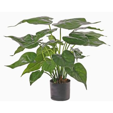 Alocasia cucullato artificiale AROA, verde, 50cm Alocasia cucullato artificiale AROA, verde, 50cm