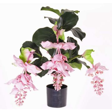 Medinilla artificiale LAILANI, rosa, 80cm, Ø20cm Medinilla artificiale LAILANI, rosa, 80cm, Ø20cm