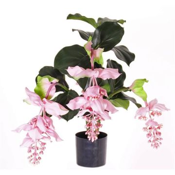 Medinilla artificiale LAILANI, rosa, 80cm, Ø20cm
