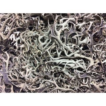 Muschio naturale FLORENTIA, grigio, 50 g Muschio naturale FLORENTIA, grigio, 50 g