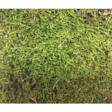 Lastre di muschio naturale FERNANDE, verde, 100 g