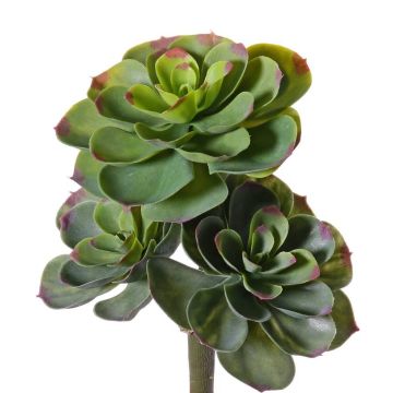 Echeveria sintetica NADIA, su stelo, verde-rosso, 30cm, Ø20cm