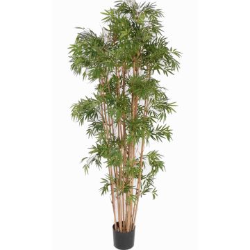 Bambù artificiale NARO, tronchi veri, 210cm Bambù artificiale NARO, tronchi veri, 210cm