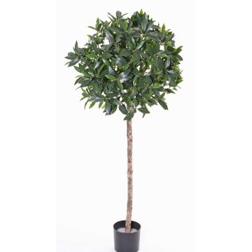 Pianta d'alloro finto ALEXIOS, tronco vero, frutti, 175cm, Ø55cm Pianta d'alloro finto ALEXIOS, tronco vero, frutti, 175cm, Ø55cm