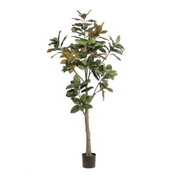 Albero di magnolia Yulan artificiale BELLITA, tronco artificiale, verde-oliva, 180 cm