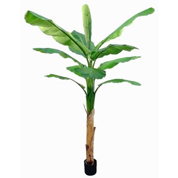 Albero di banano artificiale SCHWANA, 210cm