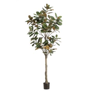 Albero di magnolia Yulan artificiale BELLITA, tronco artificiale, verde oliva, 210 cm