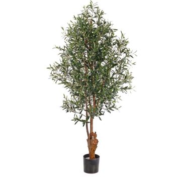 Olivo artificiale FINLOR, tronco reale, con frutti, zona trasversale, 170cm