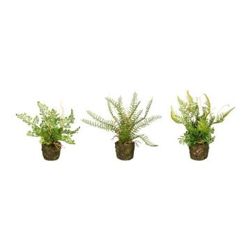 Mix di felci artificiali FUNGAR, felce capelvenere, felce aquilina, felce coriacea, 3 pezzi, zolla, verde, 22 cm, Ø 25 cm Mix di felci artificiali FUNGAR, felce capelvenere, felce aquilina, felce coriacea, 3 pezzi, zolla, verde, 22 cm, Ø 25 cm