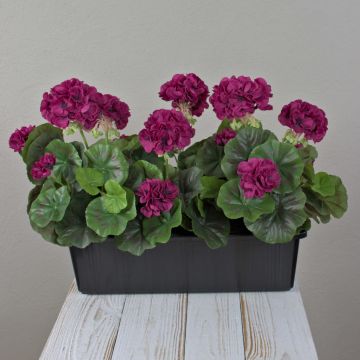 Gerani artificiali FLOREANA in fioriera, 3 pezzi, rosso bordeaux, 40x15x35 cm Gerani artificiali FLOREANA in fioriera, 3 pezzi, rosso bordeaux, 40x15x35 cm