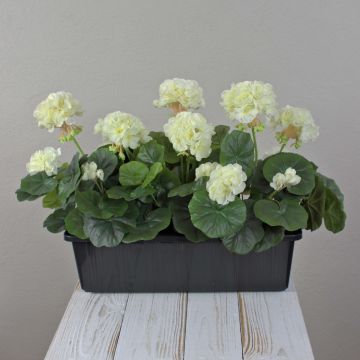 Gerani artificiali FLOREANA in fioriera, 3 pezzi, bianchi, 40x15x35 cm
