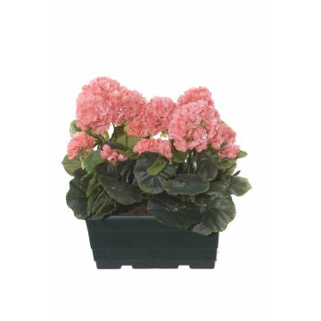 Gerani artificiali FLOREANA in fioriera, 2 pezzi, color salmone, 24x11x35 cm Gerani artificiali FLOREANA in fioriera, 2 pezzi, color salmone, 24x11x35 cm