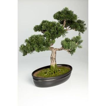 Cedro bonsai sintetico JARNO, con radici, in ciotola, verde, 40cm Cedro bonsai sintetico JARNO, con radici, in ciotola, verde, 40cm