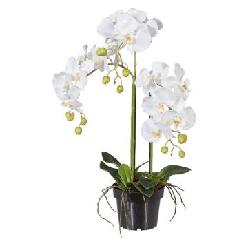 Orchidea Phalaenopsis artificiale LOPASY, radici, bianca, 60 cm