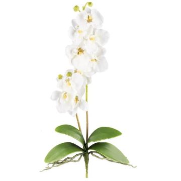 Orchidea Phalaenopsis in tessuto MORLEK, bastoncino, radici, crema, 60 cm